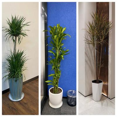 天津绿植租摆公司谷鑫亚泰租赁公司写字楼绿植出租公司